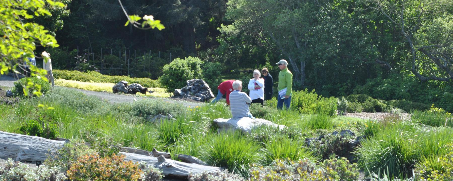 Searching For California S Native Plants Humboldt Botanical Garden